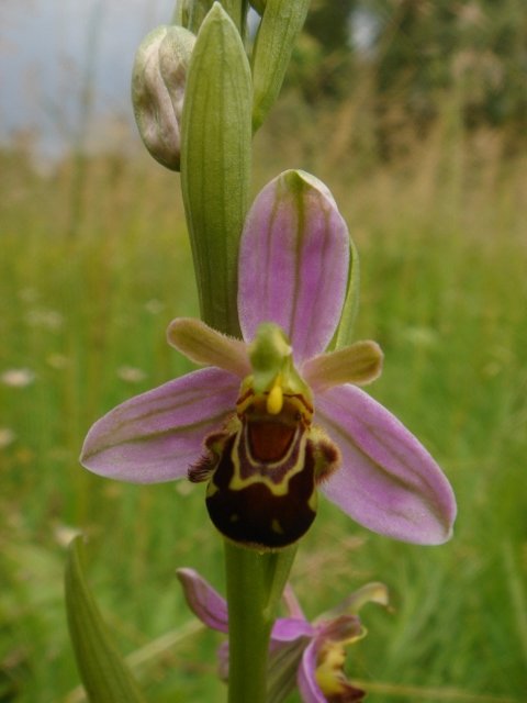 Ophrys apifera